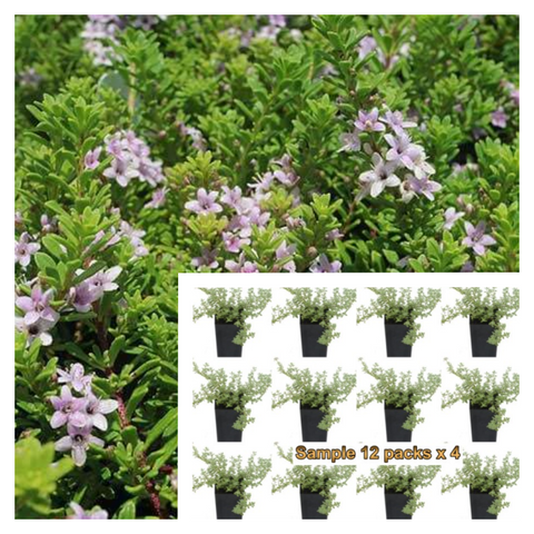Myoporum Parvifolium Pink Plant 12Packs Of 2Inches Plant Pink Creeping Boobialla Plant Creeping Myoporum Ground Covering