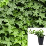 Ivy Hahn Plant 4Inches Pot Hahn English Ivy Plantlive Plant Groundcovering Ht7 Best