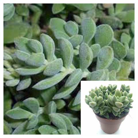 Crassula Lanuginosa Plant 4Inches Crassula David Plant Succulent Drought Tolerant Drought Tolerant Ht7