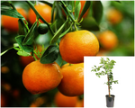 Citrus Tangerine Dancy Standard Tree 5 Gallon Reticulata Live Plant Fr7