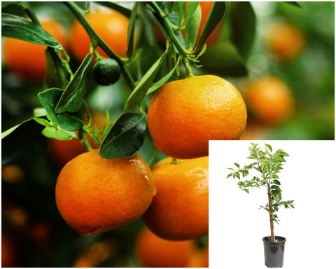 Citrus Tangerine Dancy Standard Tree 5Gallon Citrus Reticulata Dancy Tree Live Plant Fr7