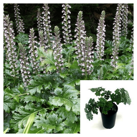 Acanthus Mollis 4Inches Purple Flower Breeches Sea Dock Bears Foot Plant shrub  Live Plant HT7 best