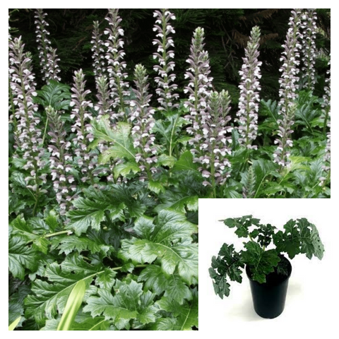 Acanthus Mollis 4inches Purple Flower Breeches Sea Dock Bears Foot Plant Shurb Live Plant H7 best