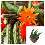Chamaecereus Silvestrii 15 cuttings Peanut best Christmas Cactus Echinopsis cattail orange red flower Lobivia silvestrii Live Plant not rooted ht7