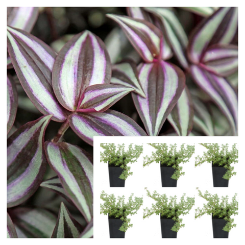 Tradescantia Zebrina Zebrina Pendula Purple Wandering Jew Flowering Inch Plant 6Packs Of 2Inches Pot Wandering Jew Plant Striped Ht7 Ground Covering