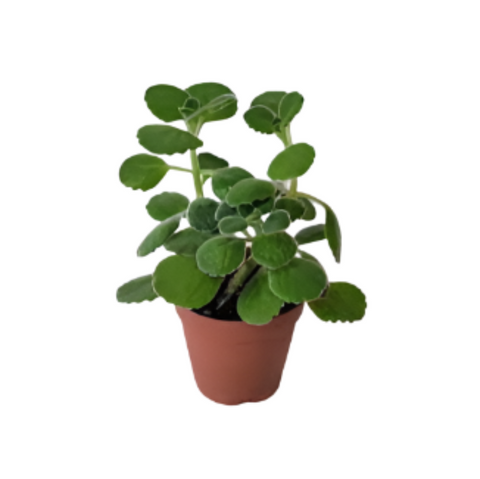 Ivy Swedish 4inches Plant Plectranthus Swedish Begonia Creeping Live Plant Ht7