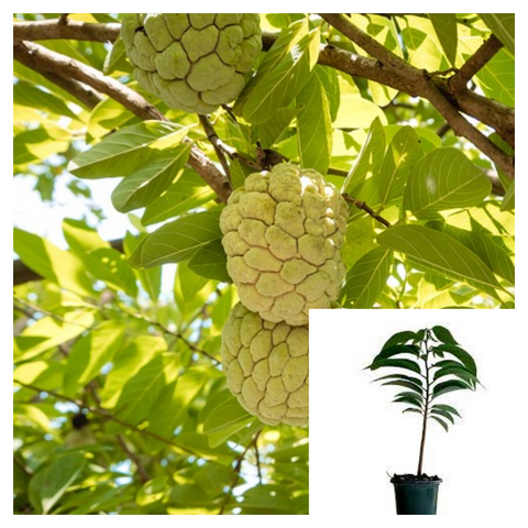Custard Apple Tree 1 Gallon Ht7 Sugar Plant Sweetsop Fruit Live Plant