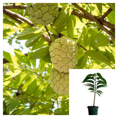 Custard Apple Tree 1 Gallon Sugar Apple Plant Sweetsop Plant Fruit Tree Live Plant Ht7