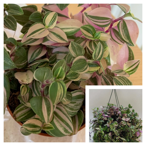 Tradescantia Quadricolor Plant 6Inches Pot Tradescantia Fluminensis Quadricolor Plant Hanging Foliage Live Plant