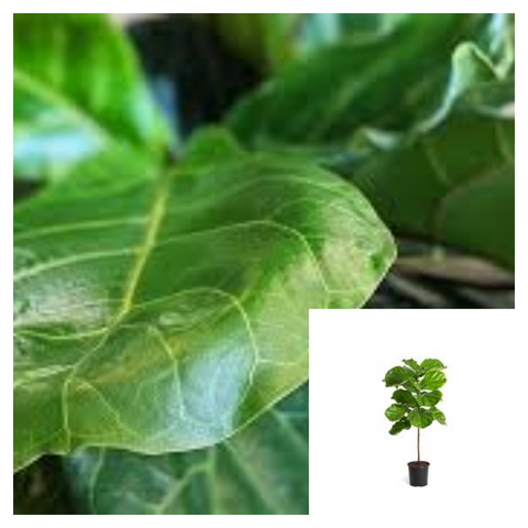 Fiddleleaf Fig Tree Plant FIddle Leaf Fig Plant Banjo Fig Plant Tall Yroo 2 GALLON Pot 3 4 Live Plant Ht7