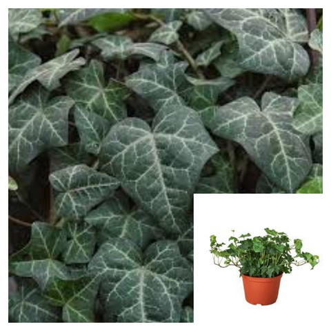 Hedera Helix Modern Times Staked Plant Branching Ivy 1Gallon A Live Plant Ho7 Groundcovering Wall Covering Ivy Ht7