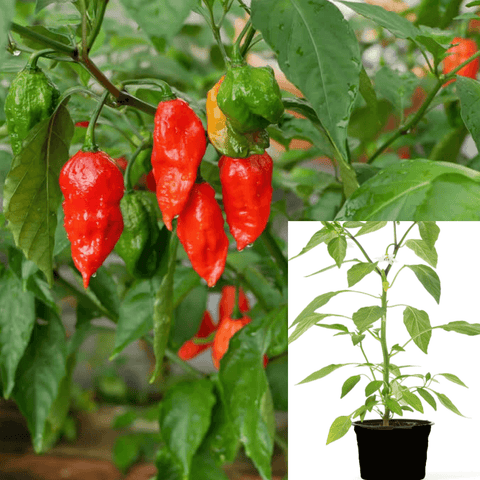 Pepper Ghost Bhut Jolokia Plant 1 Gallon Ht7 Capsicum Chinense Jacquin Plant High Heat Level Live Plant Fruitready Ht