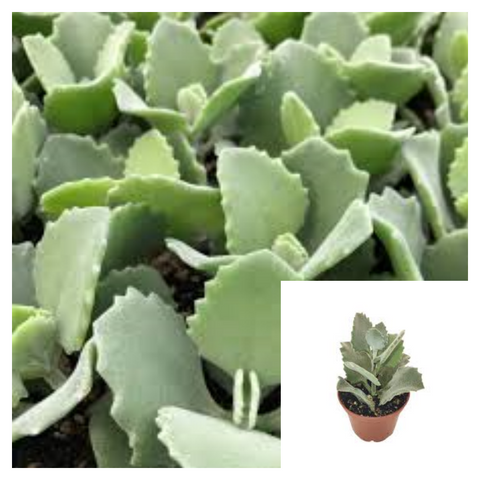 Kalanchoe Millotii 4inches Pot Millot Kalanchoe Plant Velvet leaf Kalanchoe Live Plan Ht7