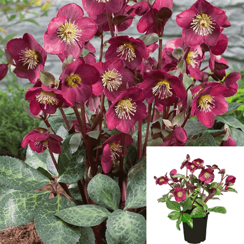 Helleborus Ice Roses Red 2Gallon Pot Lenten Rose Plant Flower Red Plant Topiary Outdoor Live Plant Fr7