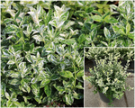 Eunoymus Fortunei Harlequin 1Gallon Plant White Green Wintervreeper Live Plant Gg7