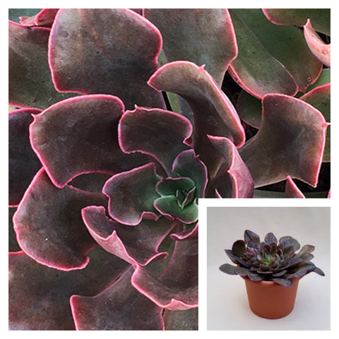 Echeveria Painted Frills 4iinches Plant Painted Frills Plant Crassulaceae Live Plant Ht7