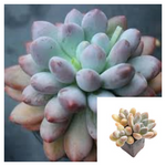 Pachyphytum Frevel 4Inches Pachyveria Elaine Plant Succulent Live Plant Ht7