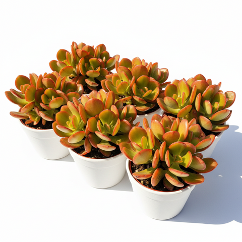 Best Sellers – NNplant