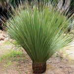 Dasylirion Wheeleri 5 Gallon Plant Desert Spoon Flower Plant Commonotol Live Plant Gr7