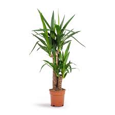 Spineless Yucca 5 Gallon Plant Yucca Elephantipes Plant Giant yucca Live Plant Indoor Ht7