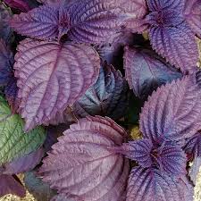 Shiso Purple Leaf 1 Gallon Plant Perilla Mint Plant Beefsteak Plant Live Plant Ht7
