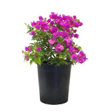 Bougainvillea Elizabeth Angus 1 Gallon Plant Purple Bougainvillea Plant Pink Flower Live Plant Ht7