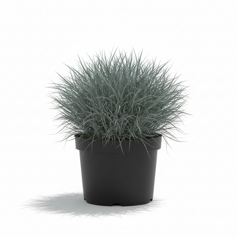 Festuca Ovina Glauca Plant Elijah Blue 1 Gallon Grass Groundcover Fesc –  NNplant