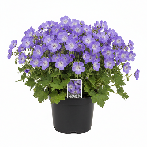 geranium rozanne seeds Geranium Rozanne 1 Gallon Gerwat Rozanne Live Plant Mr7 – NNplant