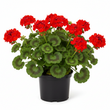 Geranium Zonal Dynamo Red 1 Gallon GR7 Live plant Geranium Perennial