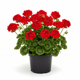 Geranium Zonal Dynamo Red 1 Gallon GR7 Live plant Geranium Perennial