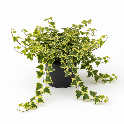 Hedera Gold Child 1 Gallon Plants Golden Ingot Ivy Plant Helix Common –  NNplant