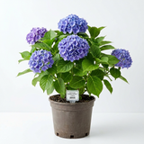 Hydrangea Endless Summer 1 Gallon Star Reblooming  big leaf flower Shrub Live Plant fr7