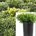 Podocarpus Macro Maki 5 Gallon Plant Compact Yew Pine Plant Podocarpus Macrophyllus Maki Live Plant Outdoor Plant Tree Gr