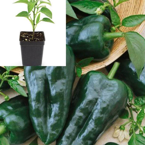 Pepper Chili Ancho 1 Gallon Pot Non Gmo Pepper Chilli Ancho Poblano Live Plant Ht7