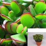 5 Cuttings Crassula Jade Succulents Miniature Pine Tree Crassula Tetragona Succulents Plant Not Rooted