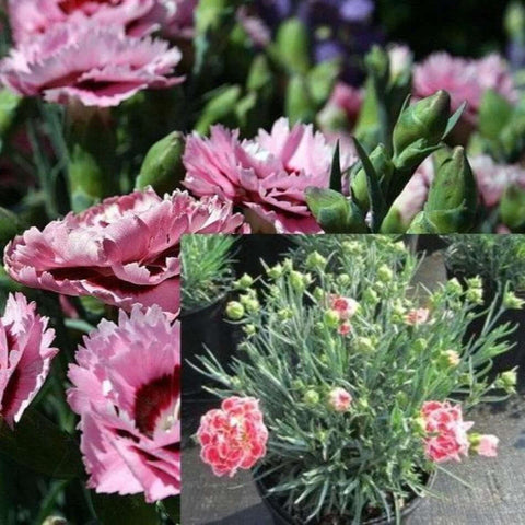 Dianthus Raspberry Surprise 1 Gallon Carnation Pink Plant Outdoor Healthy Live Plant Mr7