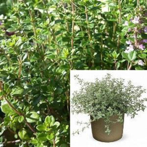 Thymus Citrodorus 10Packs Of 1 Quart Plants Citriodorus Plant Thyme Creeping Lemon Live Plant Outdoor Mr7