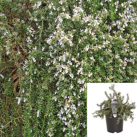 Rosmarinus Lockwood De Forest 1 Gallon Salvia Rosemary Fr7 Prostrate Officinalis E Live Plant