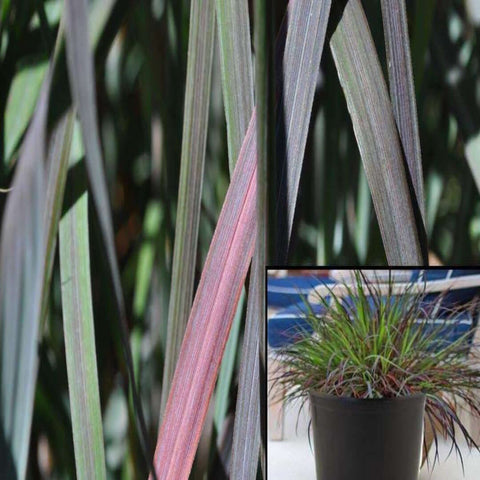 Andropogon Gerardii Windwalker 5 Gallon Full Live Plant Hh7