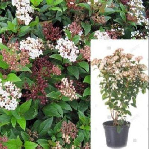 Viburnum Tin Spring Bouquet 5 Gallon Laurustinus Viburnum White Red White Viburnum Tinus Laurustinus Laurust Live Plant G