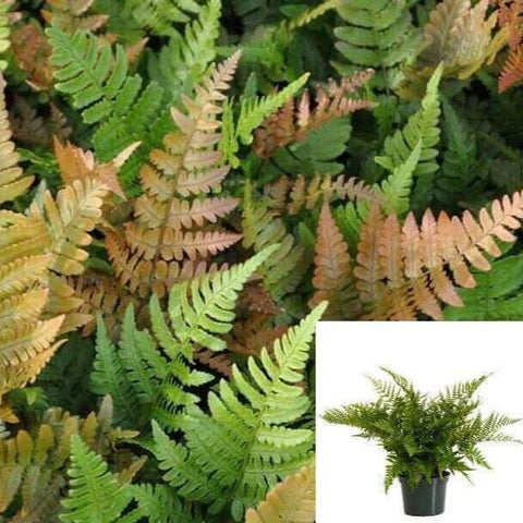 Fern Dryopteris Erythrosora 5Gallon Fern Plant Dryopteris Erythrosora Brilliance Japanese Shiel Live Live Plant Gg7