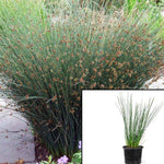 Juncus Eff Elk Blue 4inches Plant Elk Blue California Gray Rush Hard Cape Juncus Inflexus Grass Live Plant Ght7 Best