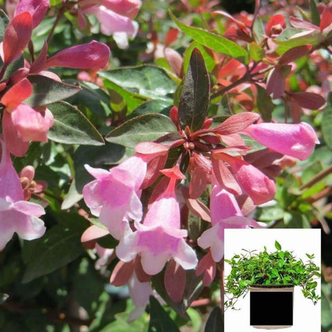 Abelia Ed Goucher 1Gallon Light Pink Flower Edward Goucher Abelia Shrub Live Plant Gr7Ht7 Best