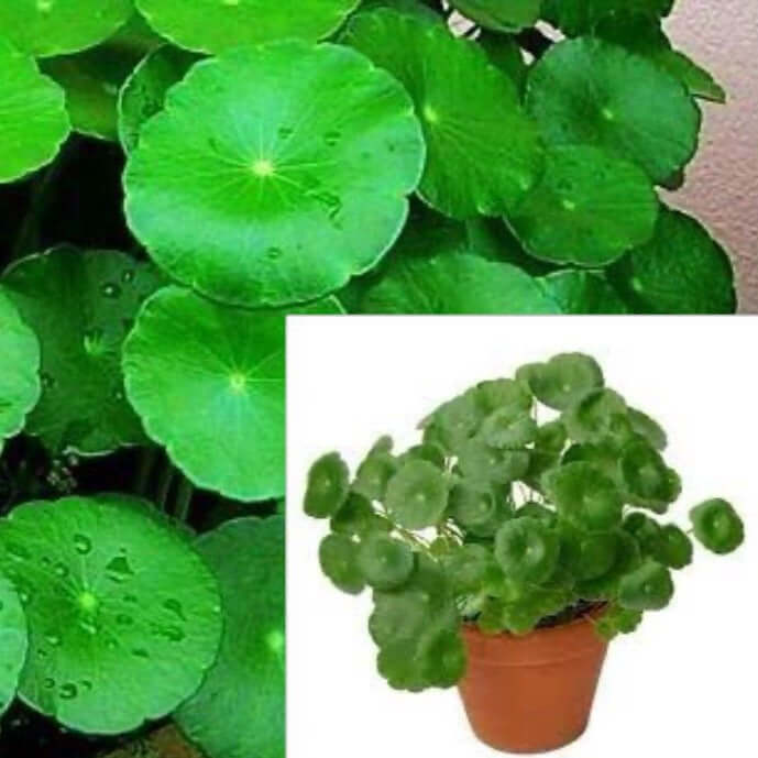 All plants – NNplant