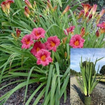 Hemerocallis Cranberry Baby Red 1 Gallon Red Daylily Flowering Live Plant Fr7