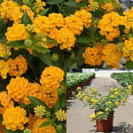 Lantana New Gold 1 Gallon Plant Shrub Verbenas Lantanas Live Plant