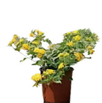 Lantana New Gold 5 Gallon Yellow Plant Shrub Verbenas Lantanas Outdoor Live Plant Fr7