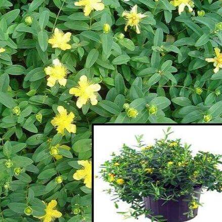 Hypericum Calycinum Plant 12Packs Of 2Inches Pot Aarons Beard Live Plant Mr