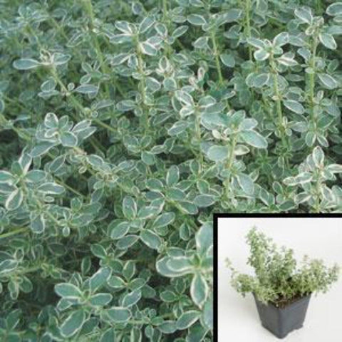 Thyme Silver Plant 12Packs Of 2Inches Pot Variegate Live Plant Ground Cover