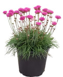 Armeria Pink 1 Quart Plant Thrift Sea Thrift Sea Pinkr Flower Live Plant Pht7